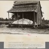 Cotton on porch of sharecropper's home, Maria plantation, Arkansas