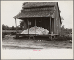 Cotton on porch of sharecropper's home, Maria plantation, Arkansas