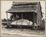 Cotton on porch of sharecropper's home, Maria plantation, Arkansas