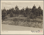 Reforestation.Ozark Mountains, Arkansas