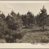 Reforestation project. Ozark Mountains, Arkansas