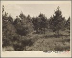Reforestation project. Ozark Mountains, Arkansas