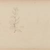 Barberry, a pen and ink sketch