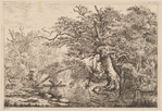 A swamp in a forest