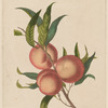 Peach branch with fruit
