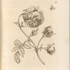 Grosse, hundertblätterichte Rose. Rosa maxima, multiplex