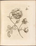 Grosse, hundertblätterichte Rose. Rosa maxima, multiplex