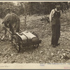 Ozark mountaineer, Arkansas