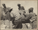 Loading cotton, Natchez, Mississippi
