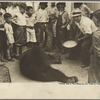 Street scene [with trained bear], New Orleans, Louisiana