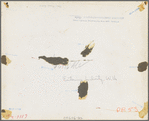 Liberty, unincorporated, Scotts Run, West Virginia