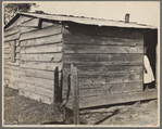 Strawberry grower's shack, Hammond, Louisiana