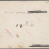Strawberry growers, Hammond, Louisiana