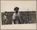 Picking cotton, Pulaski County, Arkansas