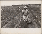 Cotton pickers, Pulaski County, Arkansas