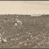 Cotton pickers, Pulaski County, Arkansas