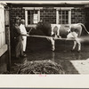 Washing a prize bull at the dairy barn, Red House, West Virginia