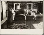 Washing a prize bull at the dairy barn, Red House, West Virginia
