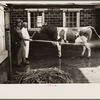 Washing a prize bull at the dairy barn, Red House, West Virginia