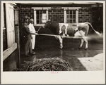 Washing a prize bull at the dairy barn, Red House, West Virginia