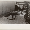 Cattle pens, Pickaway Livestock Cooperative Association, central Ohio