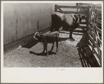 Cattle pens, Pickaway Livestock Cooperative Association, central Ohio