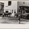 "At a pea vinery," central Ohio. Loading waste to be taken back to his farm for feeding