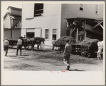 "At a pea vinery," central Ohio. Loading waste to be taken back to his farm for feeding