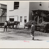 "At a pea vinery," central Ohio. Loading waste to be taken back to his farm for feeding