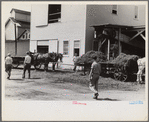 "At a pea vinery," central Ohio. Loading waste to be taken back to his farm for feeding