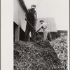 "At a pea vinery," central Ohio