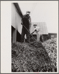 "At a pea vinery," central Ohio