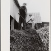 "At a pea vinery," central Ohio