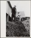 "At a pea vinery," central Ohio