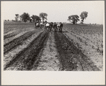 Cultivating corn with two-row cultivator, central Ohio