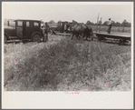 Wheat harvest. Into the field for sheaves of wheat, Central Ohio