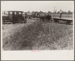 Wheat harvest. Into the field for sheaves of wheat, Central Ohio