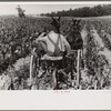 Cultivating corn, central Ohio