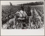 Cultivating corn, central Ohio