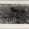 Cultivating corn, central Ohio
