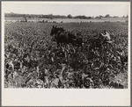 Cultivating corn, central Ohio