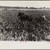 Cultivating corn, central Ohio