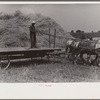 Wheat harvest. Into the field for sheaves of wheat, Central Ohio