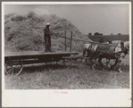 Wheat harvest. Into the field for sheaves of wheat, Central Ohio