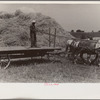 Wheat harvest. Into the field for sheaves of wheat, Central Ohio