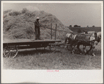 Wheat harvest. Into the field for sheaves of wheat, Central Ohio