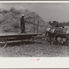 Wheat harvest. Into the field for sheaves of wheat, Central Ohio