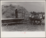 Wheat harvest. Into the field for sheaves of wheat, Central Ohio