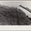Wheat straw being piled by cyclone stacker, central Ohio (see general caption)