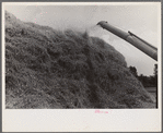 Wheat straw being piled by cyclone stacker, central Ohio (see general caption)
